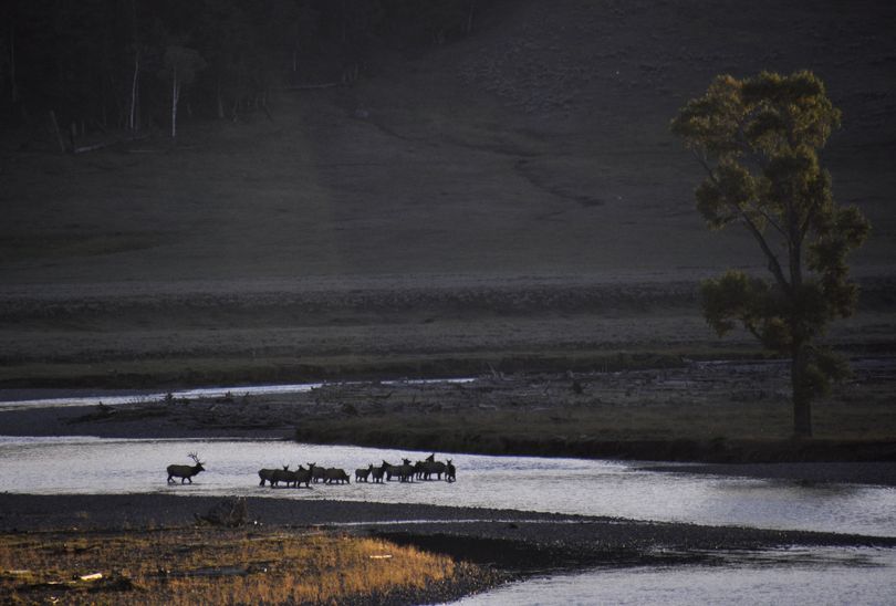 A bull elk gathers his harem in the Lamar River Valley of Yellowstone National Park in fall of 2013. Since the re-introduction of gray wolves in the mid-1990s, Yellowstone's elk population has been reduced roughly 75 percent. (Rich Landers)