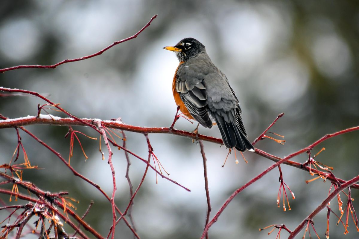 A robin takes a break from a search for food, Friday morning, Feb. 15, 2019, in Spokane, Wash. (Dan Pelle / The Spokesman-Review)