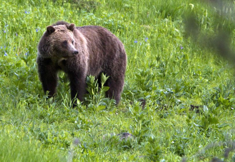 A grizzly bear roams in 2011 near Beaver Lake in Yellowstone National Park, Wyo. (Associated Press)