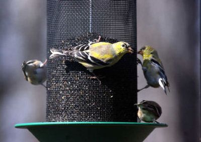 
Finches and many other colorful songbirds are wild about oil-rich niger thistle seeds. 
 (File/Associated Press / The Spokesman-Review)