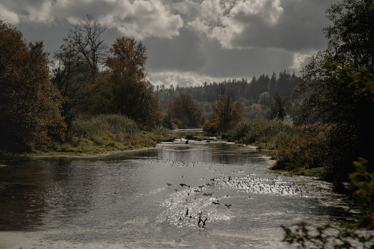 The Swinomish and Sauk-Suiattle tribes are working to restore salmon habitat along Nookachamps Creek, a tributary of the Skagit River near Mount Vernon, Wash. .  (Jovelle Tamayo)