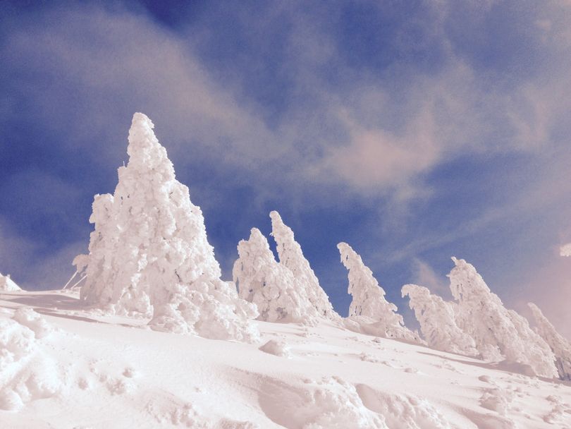 Snow blankets trees at the top of Bogus Basin on Sunday morning, against mostly blue skies (Betsy Z. Russell)