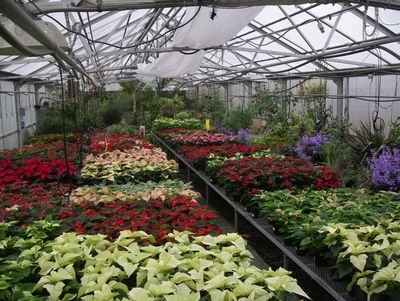 Just a few of this year’s SCC poinsettia collection. Special to  (PAT MUNTS Special to / The Spokesman-Review)