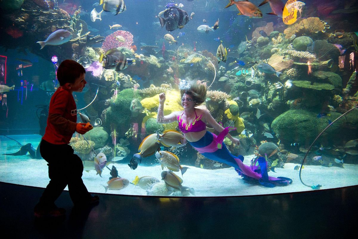 Named the Best Free Attraction in Las Vegas, the aquarium at the Silverton Casino and Hotel holds more than 117,000 gallons of water, and its home to thousands of tropical fishand the occasional mermaid. (Colin Mulvany / The Spokesman-Review)