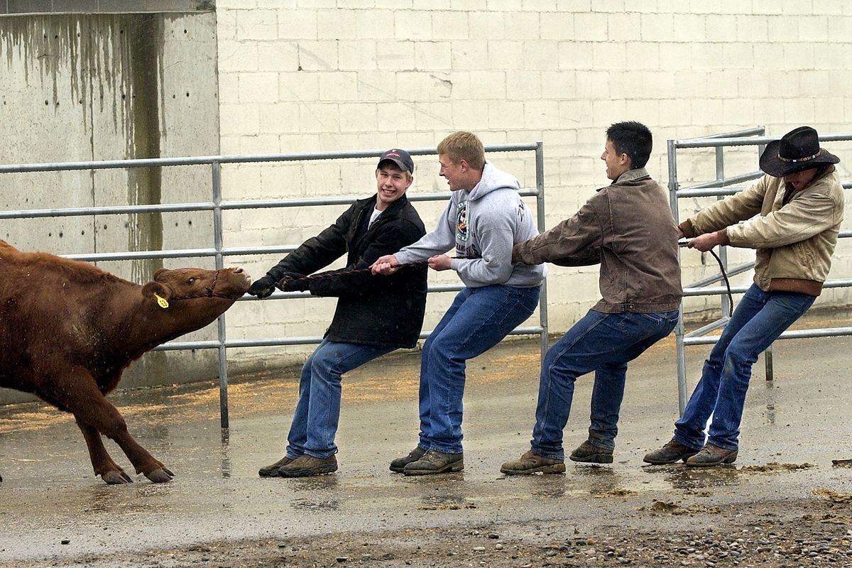 Cowboys, from left, Jake Maurer, Joel Zwainz, Justice Bechtold and Russell Riddle pull the stubborn steer Big John from the main barn to the weigh-in during the 2005 Junior Livestock Show. This year’s show continues today through Sunday at the Spokane County Fair and Expo Center. (FILE PHOTOS)
