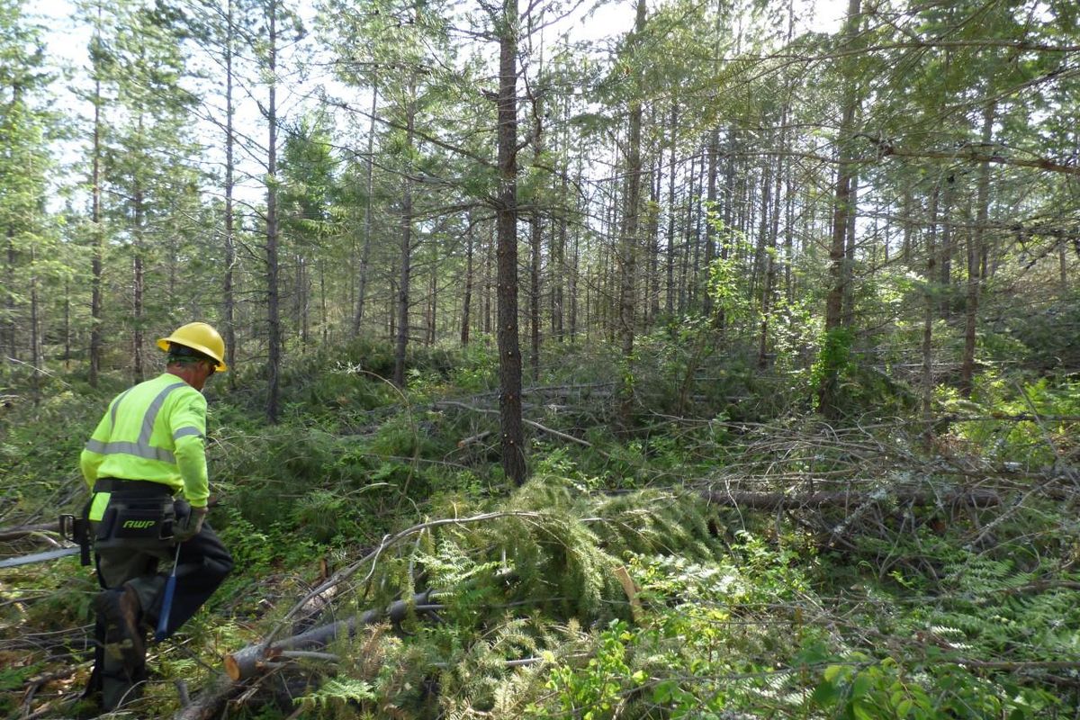 A member of the Veterans Community Response works recently on the site of an 18-acre forest land thinning project. (Darrell Loeffler / Courtesy)