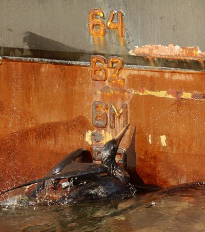 An oil-soaked bird struggles against the side of  a supply vessel off the coast of Louisiana on Sunday.  (Associated Press)