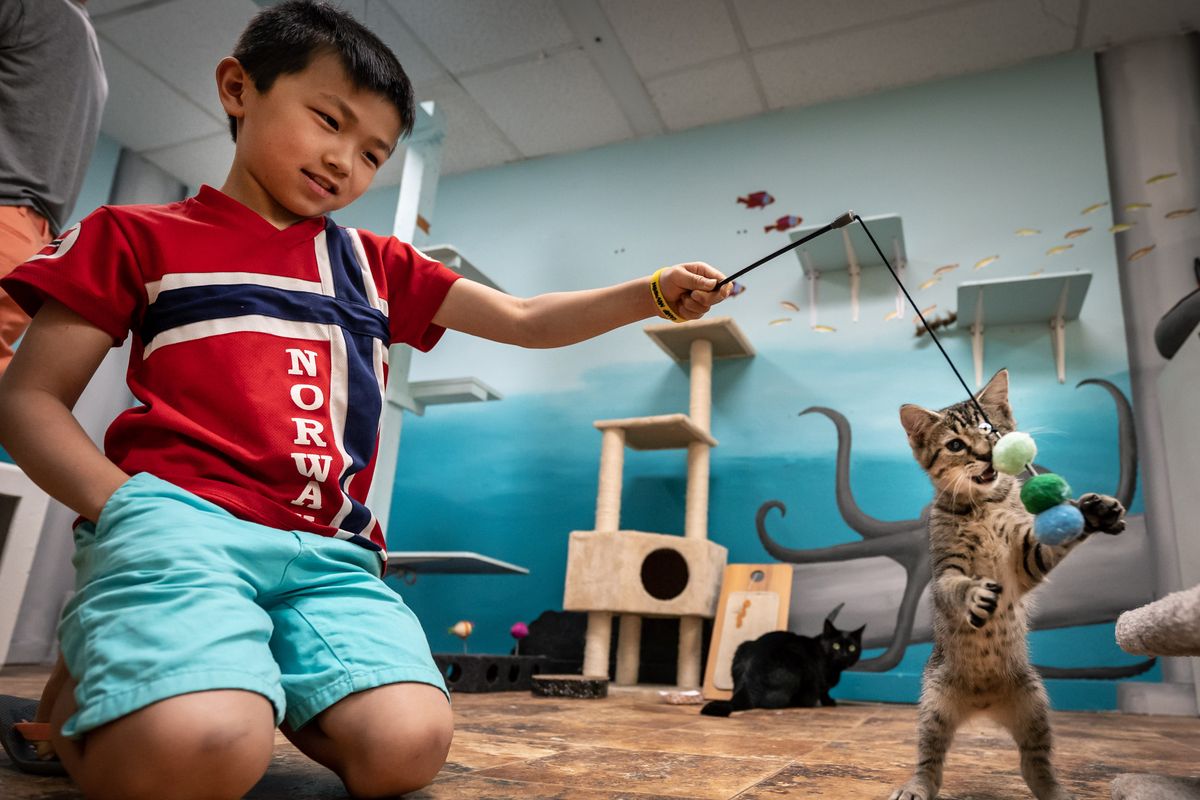 Trey Kim, 9, plays with a kitten in the cat room at the Spokane Humane Society on Saturday.  (COLIN MULVANY/THE SPOKESMAN-REVI)