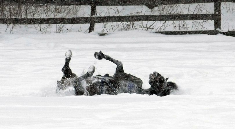 A horse rolls around in the snow Tuesday, Jan. 5, 2010, in Gates Mills, Ohio.  Forecasters say snow will continue to fall on parts of northeast Ohio that already have two feet or more on the ground. (Tony Dejak / Associated Press)