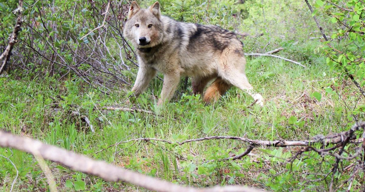 Environmentalists plan lawsuit over feds’ wolf finding