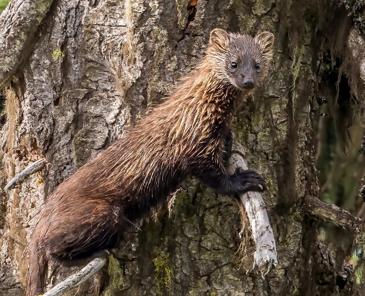 A fisher pauses on a tree in Idaho. Although fisher populations appear to be recovering in western Washington their numbers are struggling in the Selkirk and Purcell ranges. (Fred Forssell / Courtesy)