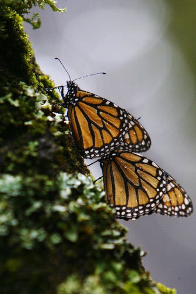 
Monarch butterflies rest on a tree Sunday at the biosphere reserve in Cerro Prieto. Associated Press
 (Associated Press / The Spokesman-Review)