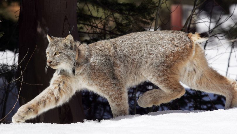 A Canada lynx is seen in the Rio Grande National Forest after being released near Creede, Colo. (Associated Press)
