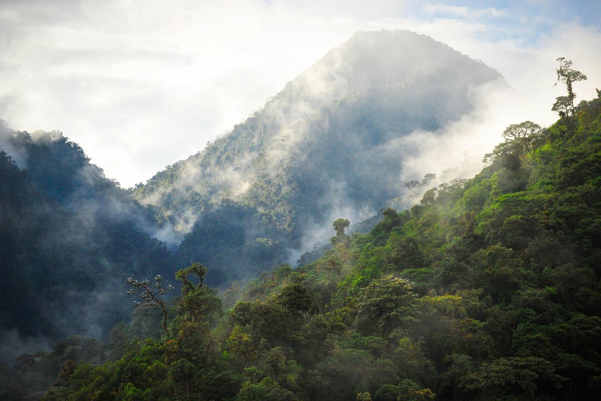 The mountainous Rainforests of the Choco region in Ecuador from the BBC America series, "Planet Earth II." These forests are not only some of the wettest on earth but also some of the most diverse. (Tom Hugh-Jones/BBC America) (Tom Hugh-Jones/BBC America / TNS)