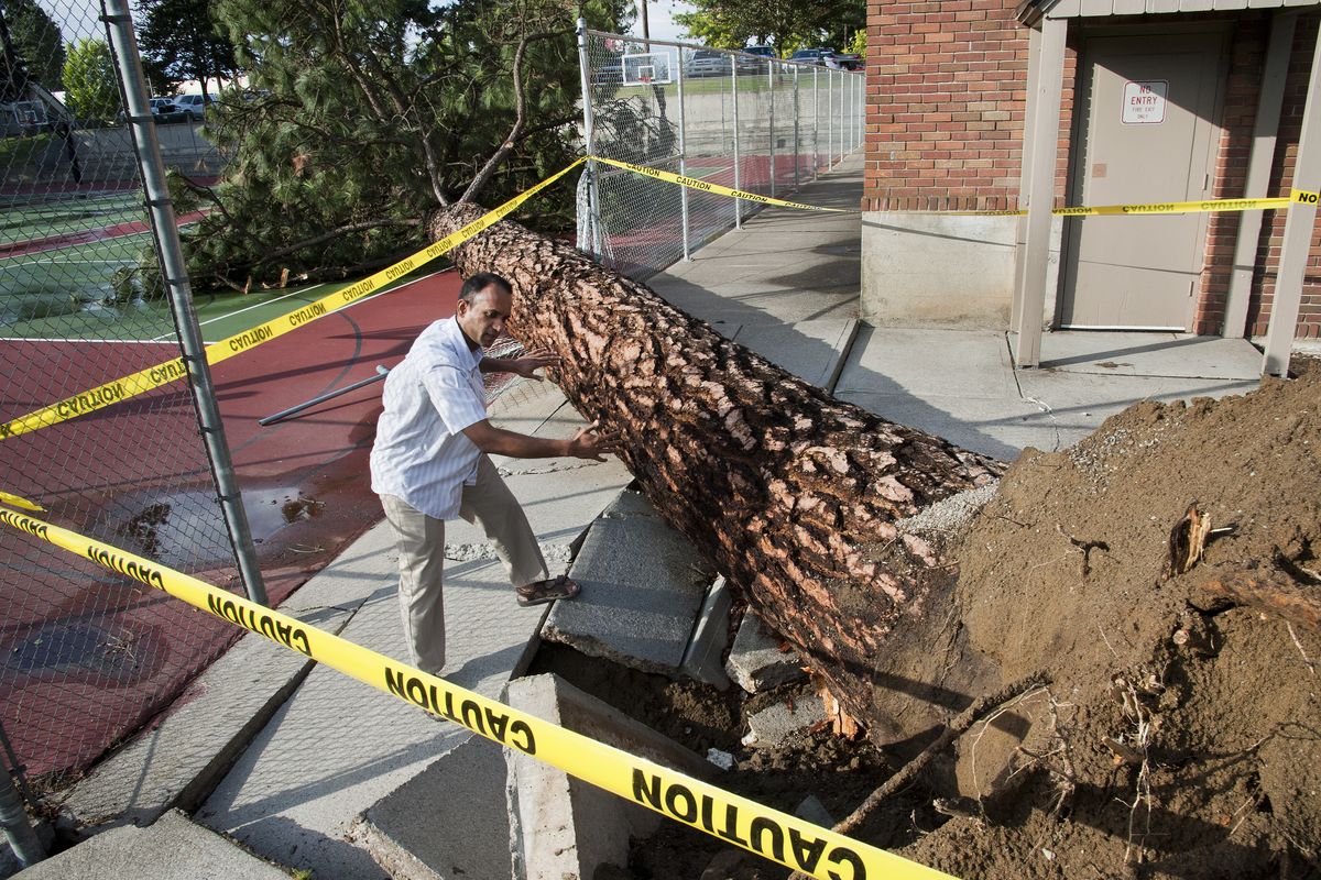 Whitworth University physics professor Kamesh Sankaran studies a fallen pine tree outside Graves Gym on the campus. He plans to use information from the tree in his mechanics of materials class. (Dan Pelle)