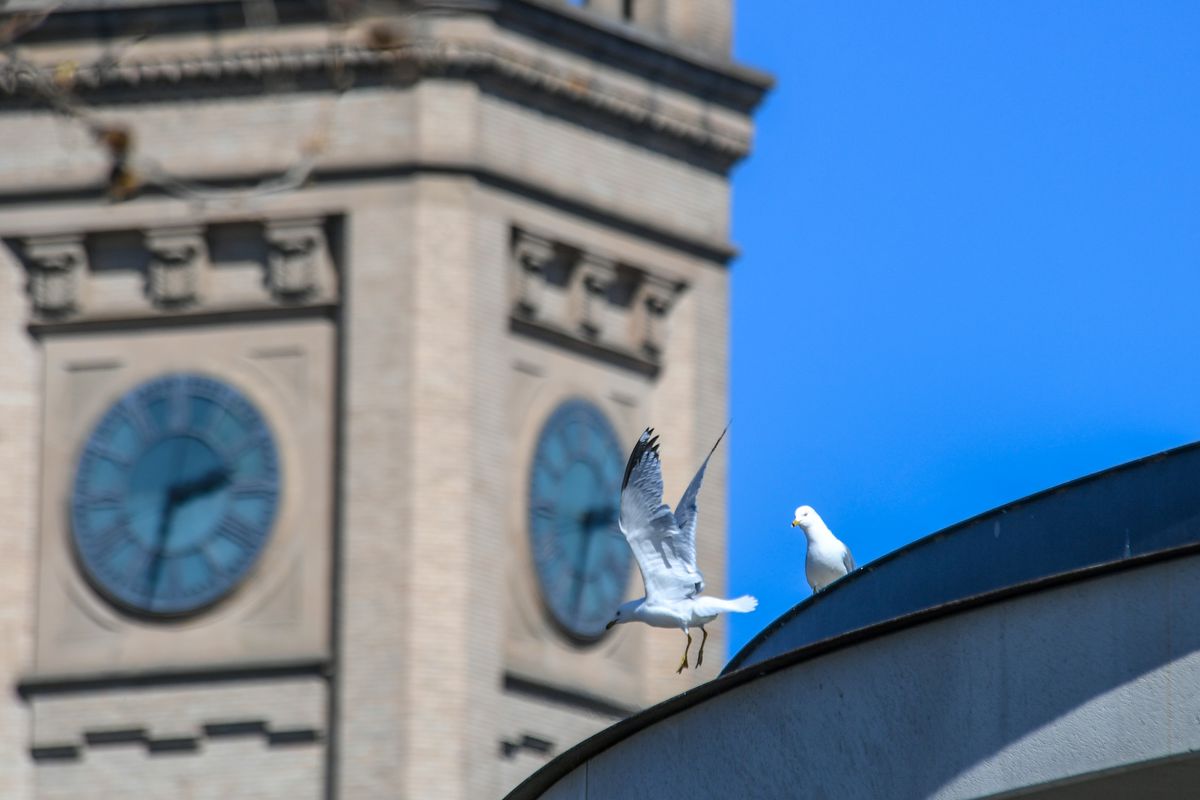 A ring-billed gull launches from the north side of the Looff Carrousel last Tuesday in Riverfront Park in Spokane, Wa.  (DAN PELLE/THE SPOKESMAN-REVIEW)