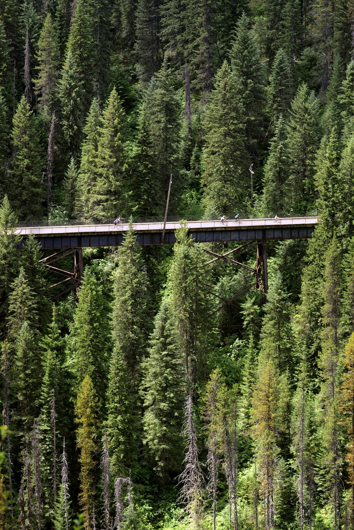 Bike riders move through the treetops as they cross a trestle on the Trail of the Hiawathas along the Idaho and Montana border. The popular ride takes you through the middle of the 1910 fire burn area. As the forests burned evacuation trains loaded with people trying to escape had to move between trestles and tunnels trying to find shelter from the heat and flames. (The Spokesman-Review / File)
