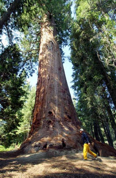 
 A visitor passes beneath a giant Sequoia inside the Giant Sequoia National Monument in California in 2002. 
 (File/Associated Press / The Spokesman-Review)