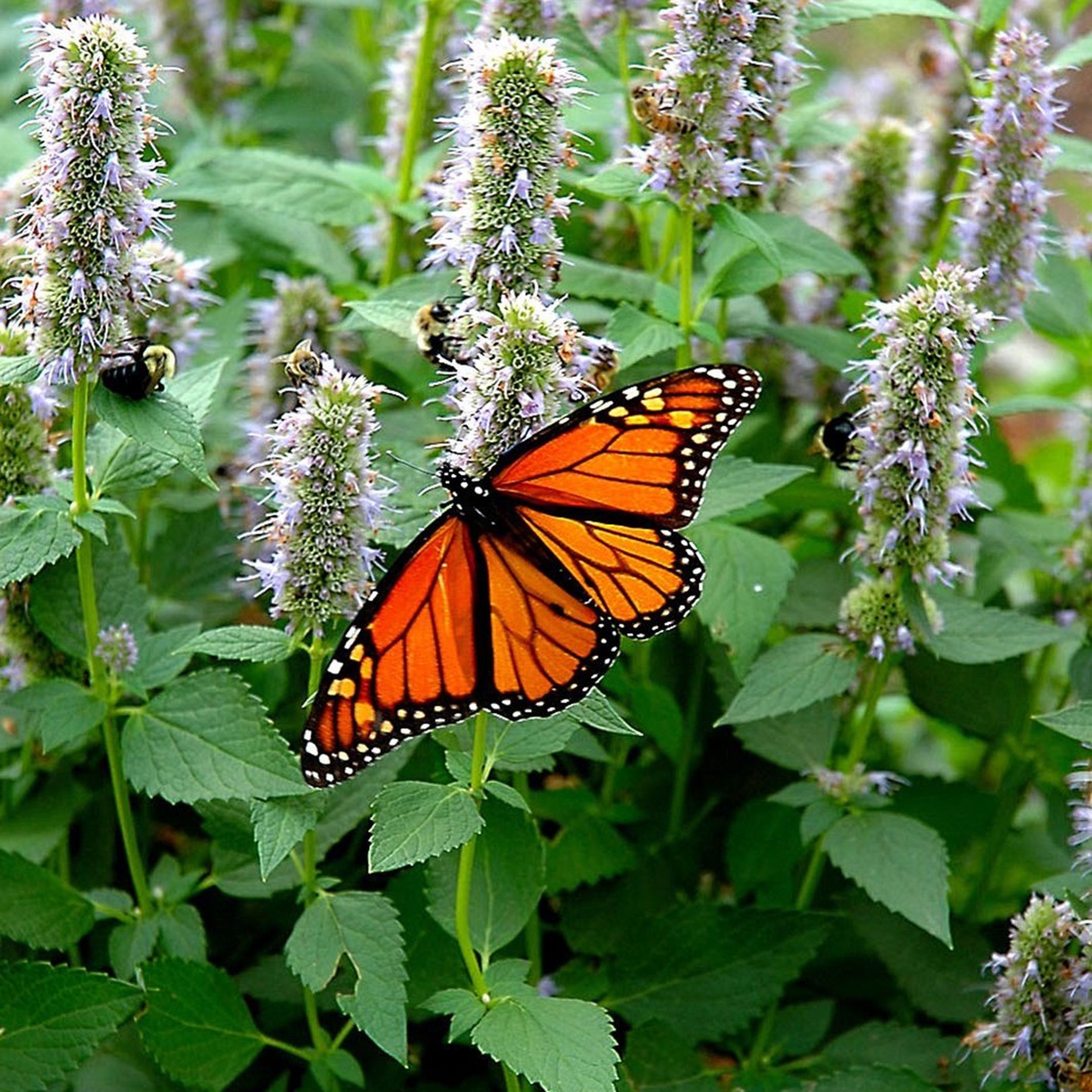 Some Monarch Butterfly Populations Are Rising. Is It Enough to