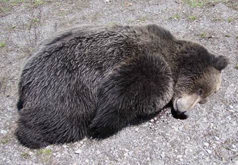 Grizzly bear killed by a hunter on May 7, 2014, in Unit 62A was ruled illegal. (Idaho Department of Fish and Wildlife)