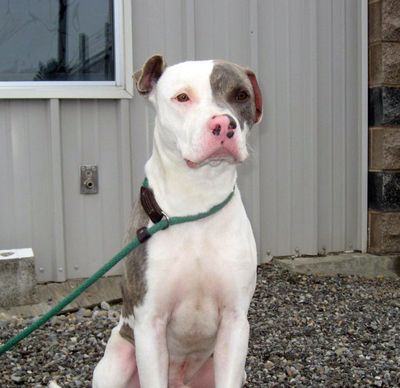 Courtesy of SCRAPS (Courtesy of SCRAPS)