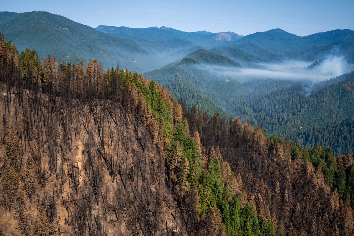 Blackened trees show evidence of a crown fire (fire burning in the crowns of the trees) while smoke from hot spots drifts in the background.  (Marcus Kauffman/Oregon Department of Forestry)