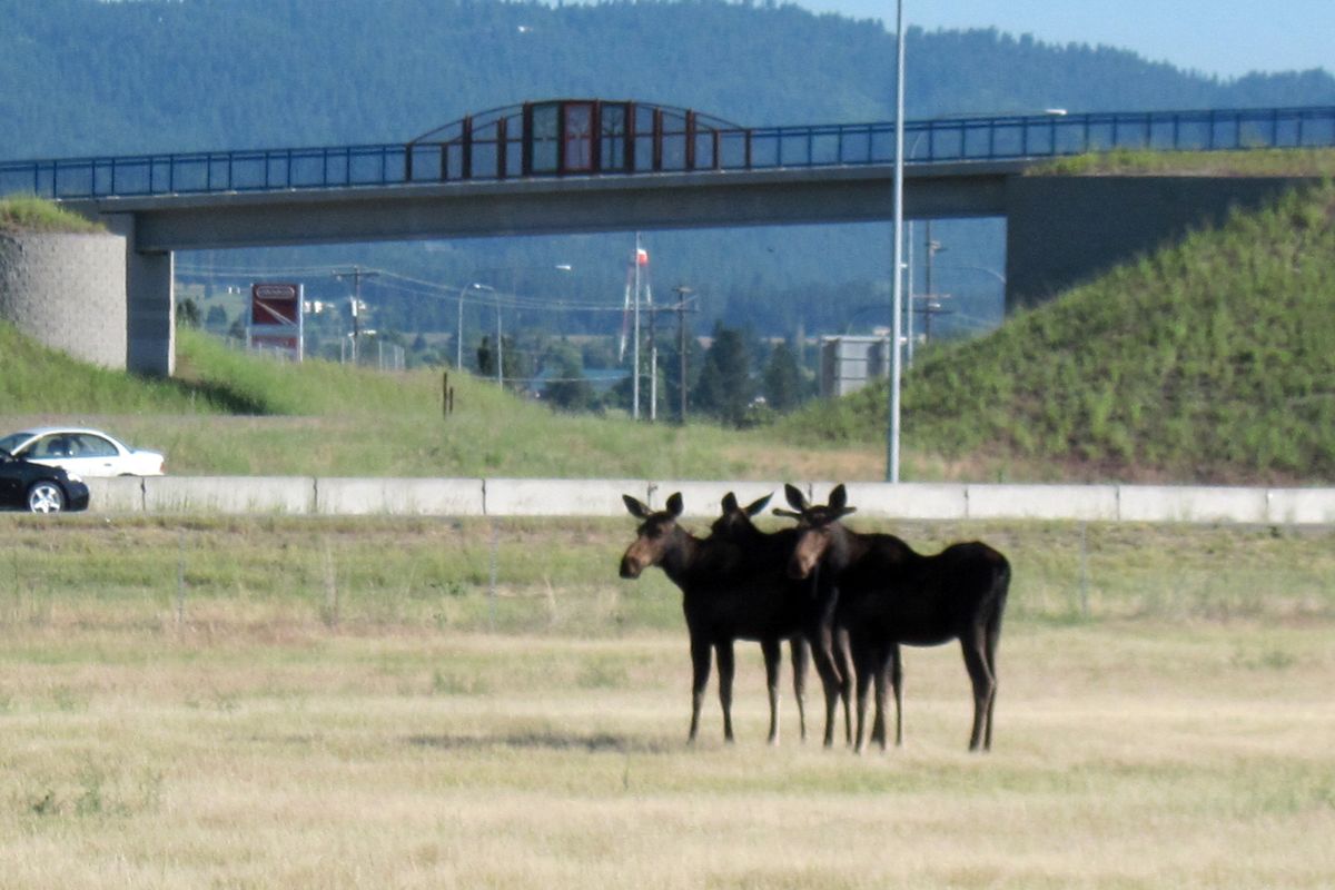 Three moose standing alongside Interstate 90 near Liberty Lake forced State Patrol