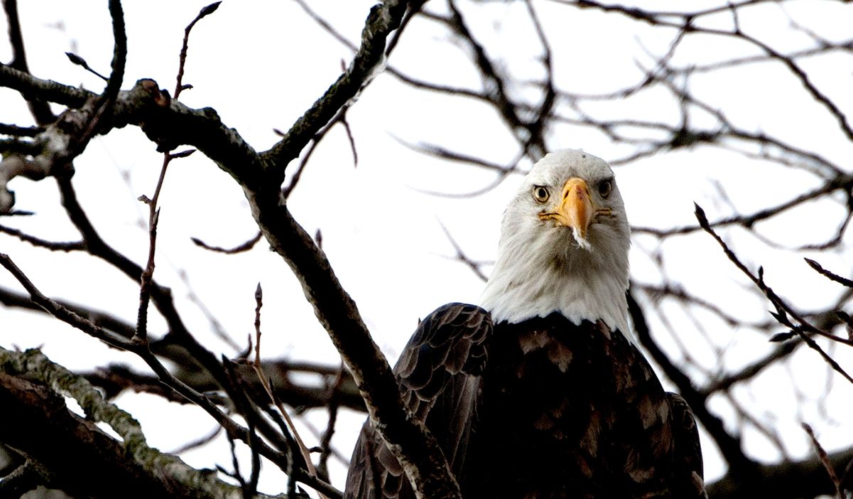 A bald eagle keeps a watchful eye on its surroundings in Bayview, Idaho, on Tuesday. The birds, present in large numbers, have been feasting on the carcasses of kokanee washing ashore on Lake Pend Oreille, and the resurgent kokanee fishery is providing ample food. (Kathy Plonka)