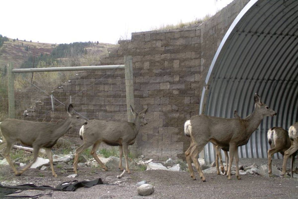 Mule deer cross through passageway near Polson, Mont. (Associated Press)