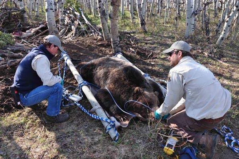 From left, Mike Madel, grizzly bear management specialist for Fish, Wildlife & Parks on the Rocky Mountain Front, and Russ Talmo, FWP bear management technician, weigh and conduct a body condition index on an adult male grizzly bear.  (MIKE MADEL)