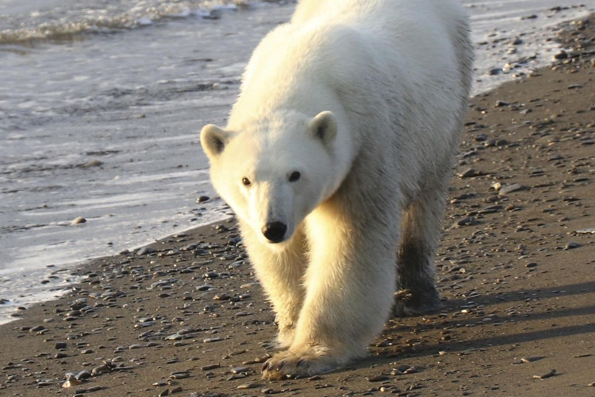 In this undated photo provided by Eric Regehr, a polar bear walks on Wrangel Island in the Arctic Circle. A study of polar bears in the Chukchi Sea between Alaska and Russia finds that the population is thriving for now despite a loss of sea ice due to climate change. Lead author Eric Regehr of the University of Washington says the Chukchi may be buffered from some effects of ice loss. Regehr says polar bears can build fat reserves and the Chukchi’s abundant seal population may allow bears to compensate for a loss of hunting time on ice. (Eric Regehr / AP)