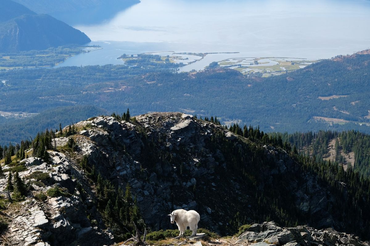 A mountain goat eyes hikers on Sunday, Sep. 22, 2024, at the top of Scotchman Peak near Clark Fork, Idaho.   (Tyler Tjomsland/The Spokesman-Review)