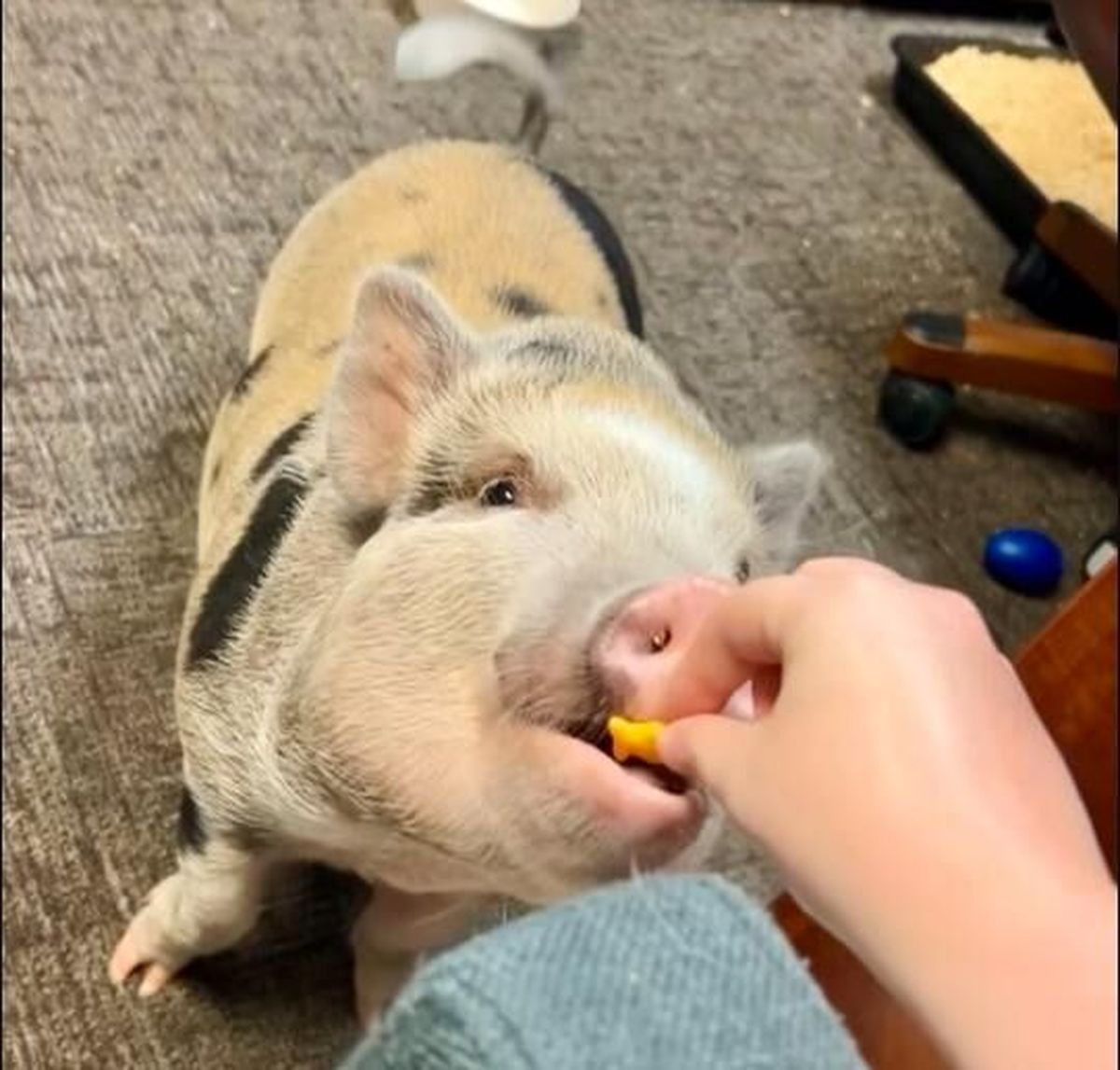 Odin gets daily snacks from residents at the Good Samaritan Society senior care center in Olathe, Kan.  (Good Samaritan Society)