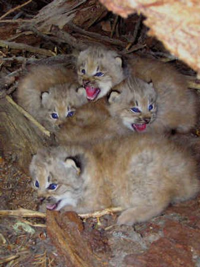 
An undated photograph shows four lynx kittens found in a den near Creede, Colo. Biologists have discovered six more kittens in Colorado.
 (File/Associated Press / The Spokesman-Review)