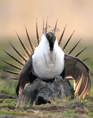 A sage grouse rooster mounts a hen for breeding on a lek, the "dancing grounds" where grouse come to mate, in the Curlew National Grasslands, south of Rockland, Idaho. (Bill Schaefer / The Idaho State Journal via AP)