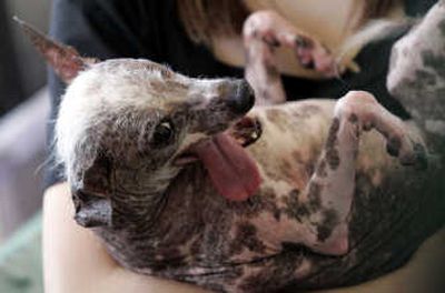 Gus, a Chinese crested from St. Petersburg, Fla., took top honors in the 2008 World's Ugliest Dog Contest on Saturday. Associated Press
 (Associated Press / The Spokesman-Review)