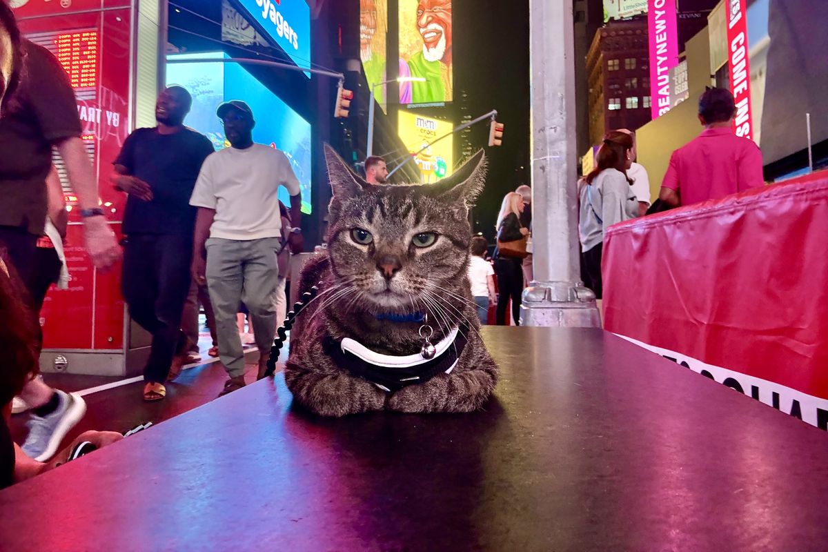 Ray Ray the cat in Times Square. MUST CREDIT: Courtesy of Margaret Denardo