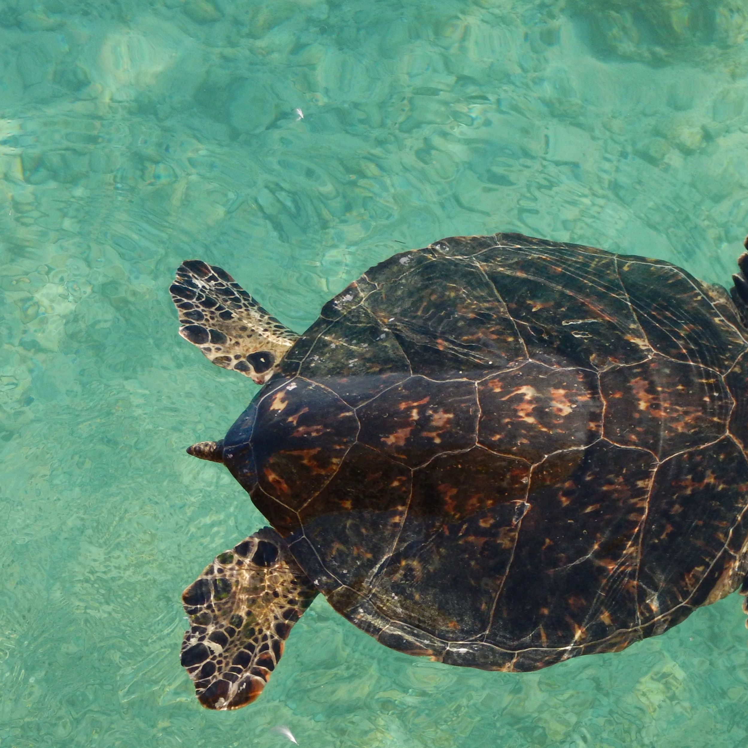 Ask Dr. Universe: Why can't sea turtles pull back into their shell