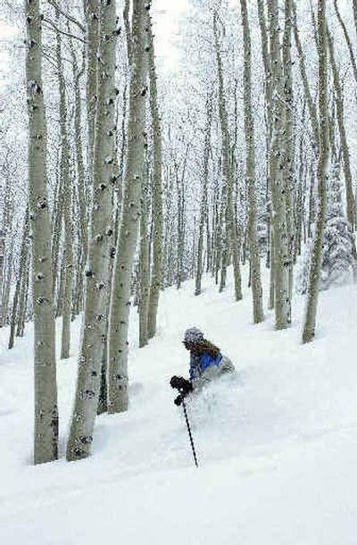 
In this photo provided by Steamboat Ski & Resort Corp., local skier Audrey Williams makes her way through the aspens after Steamboat Springs, Colo., received nearly a foot of new snow last week.
 (Associated Press / The Spokesman-Review)
