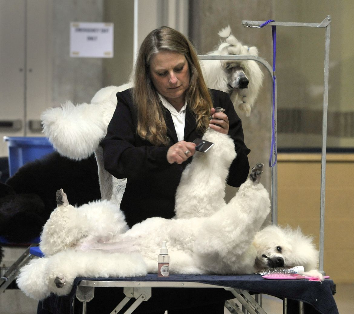 Spokane Kennel AllBreed Dog Show A picture story at The SpokesmanReview
