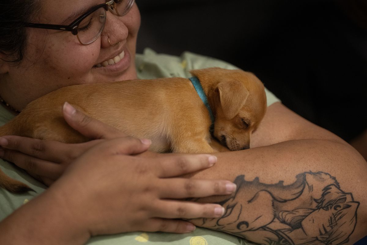 Kristin Gadow snuggles with a sleepy puppy named "Grumpy" at the Marquette Building, Aug. 14, 2024.The puppies were from a no-profit called The Bond Between.   (Jerry Holt/The Minnesota Star Tribune/TNS)