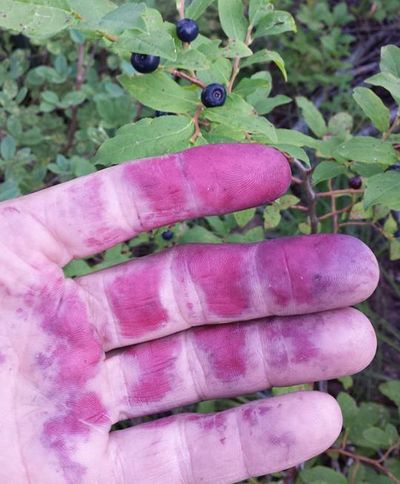 Purple-stained fingers are a huckleberry picker’s trademark.