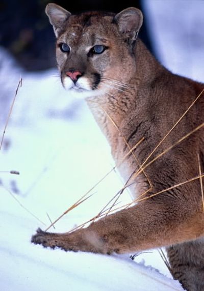 A mountain lion, also known as a cougar. (Associated Press)