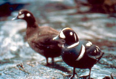 
Brightly colored male harlequin ducks, like the one at right, can be found flying, diving and feeding along the banks of McDonald Creek in Glacier National Park. Still hunted in Canada, these ducks are endangered in the United States. At left is a female. 
 (The Spokesman-Review)