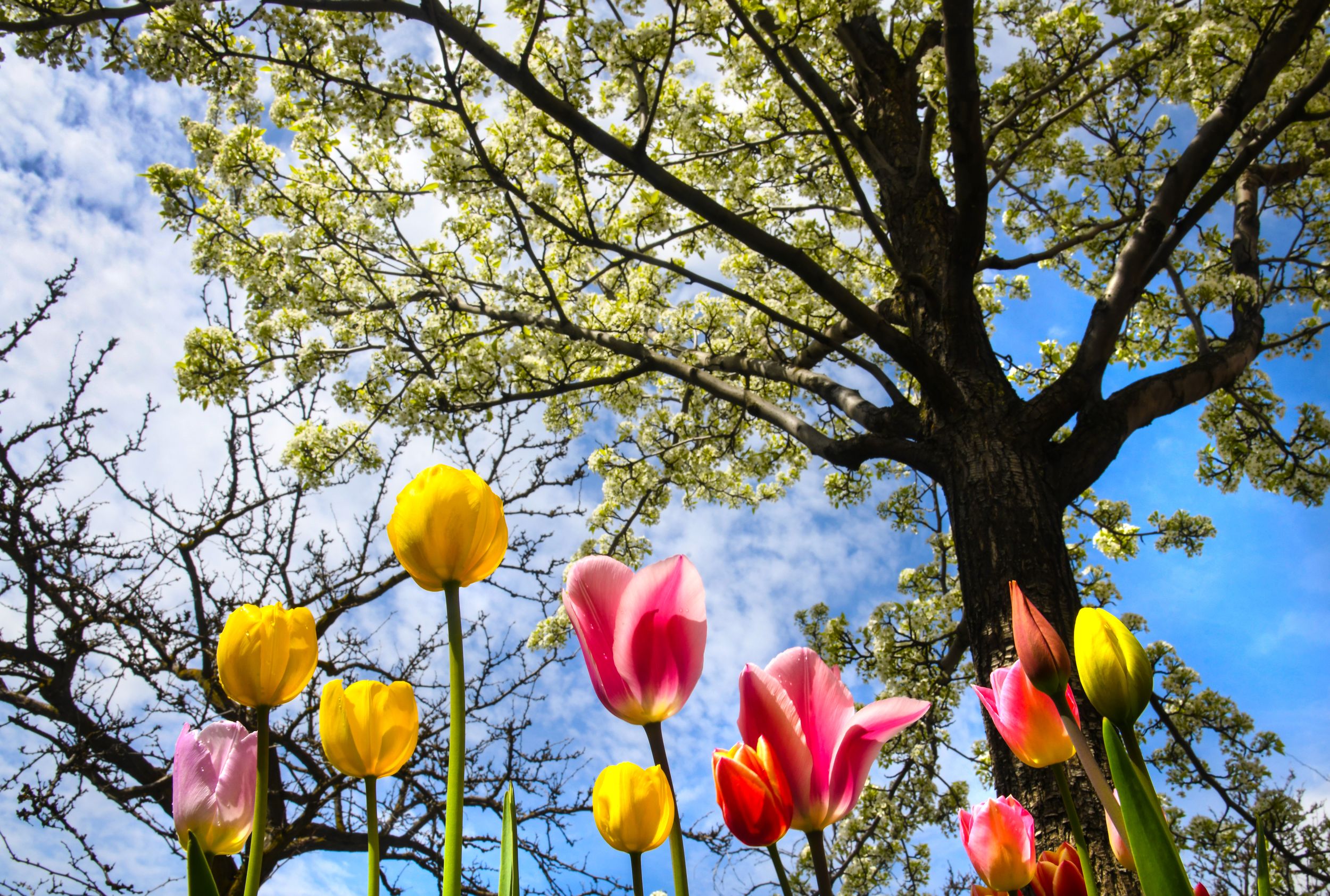 Ask Dr. Universe How do trees give us air to breathe? The SpokesmanReview
