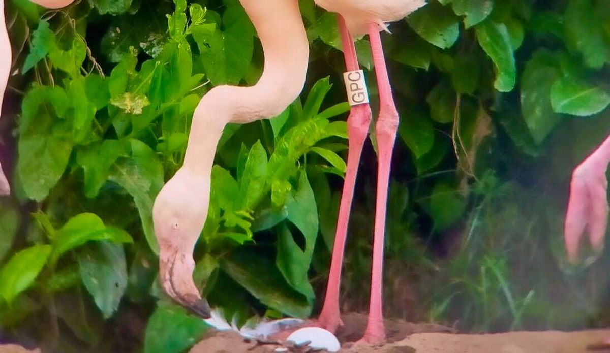 Gertrude, a 70-year-old greater flamingo, is seen with her first egg last month at the Pensthorpe nature reserve in England. 