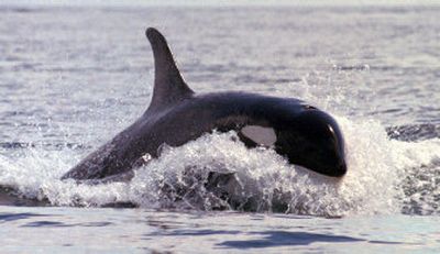 
A federal agency is considering whether the orca population off the San Juan Islands should be designated 