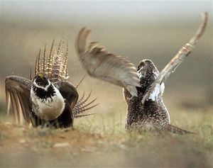 Male sage grouse fight for the attention of a female southwest of Rawlins, Wyo., in this file photo. (AP/Rawlins Daily Times / Jerret Raffety)