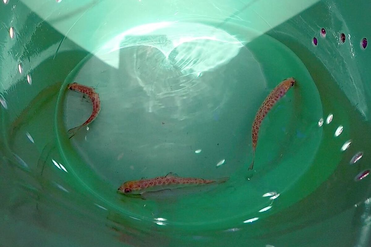 Finger-sized chinook salmon swim in a bucket before being released into Latah Creek on Wednesday, as part of a major release of tagged salmon to be tracked through the Spokane and Columbia rivers.  (Jesse Tinsley/THE SPOKESMAN-REVIEW)