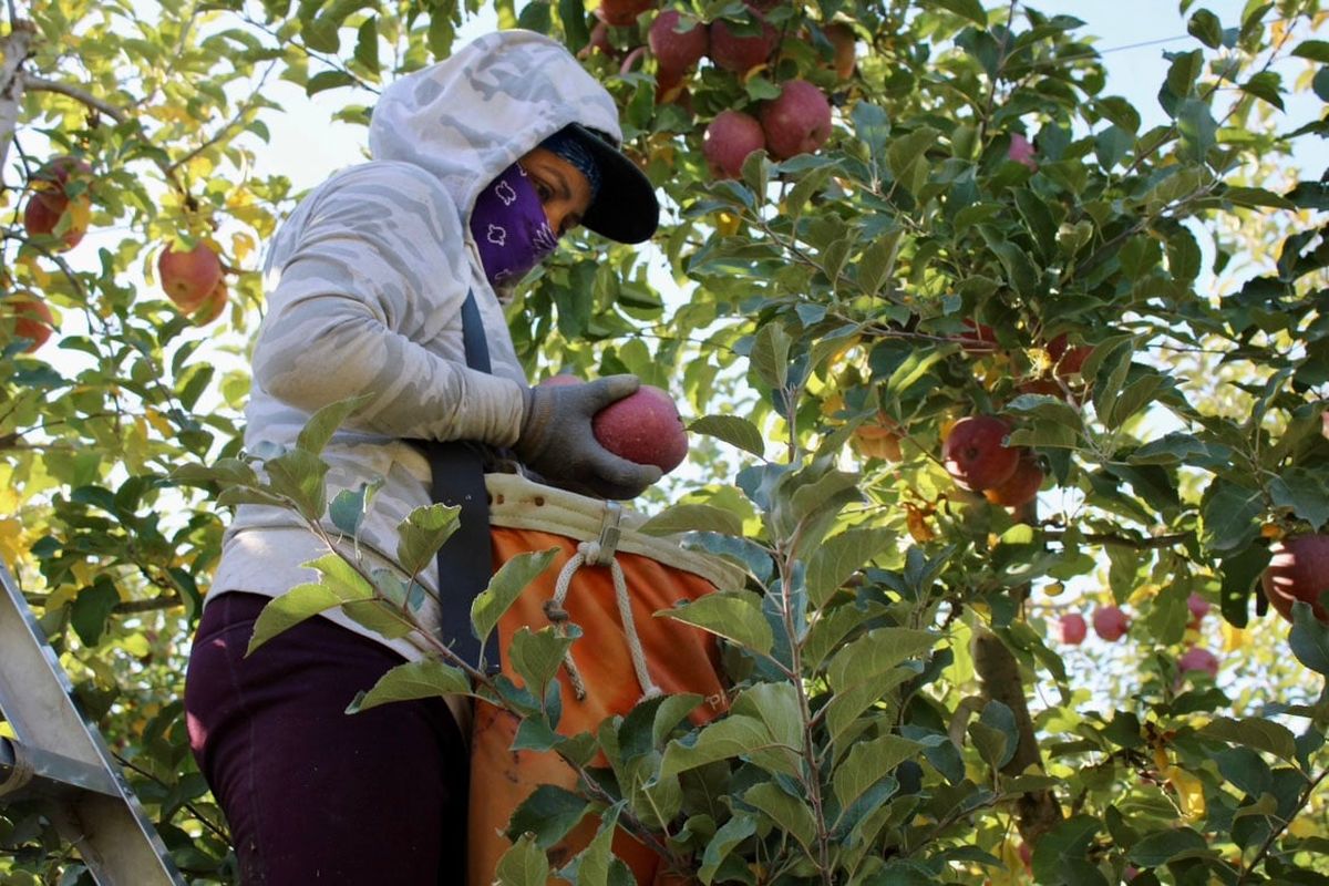 A farmworker from Royal City, Wash., checks an apple before putting it in her sack. She has worked in Washington state for 15 years. She fears being deported and separated from her family if former President Donald Trump wins the election. (Monica Carrillo-Casas/The Spokesman-Review)